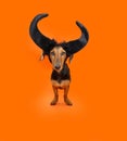 Puppy dog halloween. Dachshund wearing black horns. Isolated on orange background