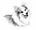 Puppy dog hand drawn sketch. Royalty Free Stock Photo