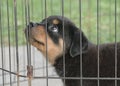 Puppy dog inside cage, looking up. Head shot