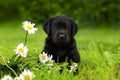 Puppy dog Labrador sitting outdoors in summer