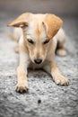 Puppy dog learning obedience, training and upbringing with goodie Royalty Free Stock Photo