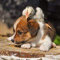 Puppy dog with a little chicken, Easter Royalty Free Stock Photo