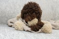 Puppy dog mischief biting a tassel blanket lying down on sofa