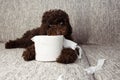 Puppy dog mischief. chocolate poodle shedding and unrolling toilet paper. Disobey and education concept Royalty Free Stock Photo