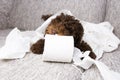 Puppy dog mischief. poodle chewing, biting and unrolling toilet paper. Disobey and education concept Royalty Free Stock Photo