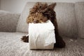 Puppy dog mischief. poodle shedding and unrolling toilet paper. Disobey and education concept