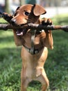 Puppy Dog Pincher is played by a branch of tree funny portrait Pet