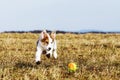 Puppy dog is playing with a dog toy Royalty Free Stock Photo