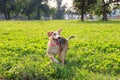 Puppy dog in playing pose on grass at the green meadow Royalty Free Stock Photo