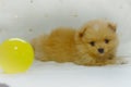 Puppy dog Pomeranian playing yellow ball on white towel background