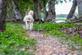 Puppy dog, poodle terrier walking on park, Cute white poodle terrier, relax pet, poodle terrier mix