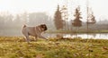 A puppy dog, pug is running near a lake on an autumn, sunny day during golden hour and early evening