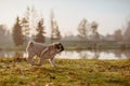 A puppy dog, pug is running in a park on an autumn, sunny day during golden hour