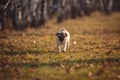 A puppy dog, pug is running toward the camera in a park on an autumn day