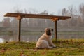 A puppy dog, pug is sitting next to a bench in a park, near a lake or a pond, on grass