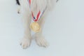 Puppy dog pwas border collie with winner or champion gold trophy medal isolated on white background. Winner champion dog Royalty Free Stock Photo