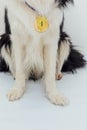 Puppy dog pwas border collie with winner or champion gold trophy medal isolated on white background. Winner champion dog Royalty Free Stock Photo