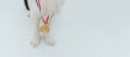 Puppy dog pwas border collie with winner or champion gold trophy medal  on white background. Winner champion dog Royalty Free Stock Photo