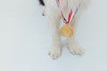 Puppy dog pwas border collie with winner or champion gold trophy medal  on white background. Winner champion dog Royalty Free Stock Photo