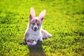 Puppy dog red Corgi sitting in the grass in funny pink rabbit ears with a basket of bright colored eggs on Easter cards