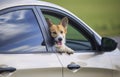 Cute puppy dog red Corgi stuck his head and paws out of the car during the travel time on summer vacation and pretty looks