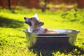 Portrait of a cute puppy dog red Corgi washing in a metal trough outside in foam and soap shiny bubbles in a Sunny hot summer