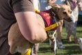 Puppy Dog Rescue Adoption Royalty Free Stock Photo