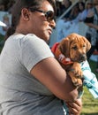 Puppy Dog Rescue Adoption Royalty Free Stock Photo