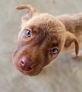 Puppy Dog Rescue Shelter Animal Vertical Royalty Free Stock Photo