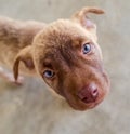 Puppy Dog Rescue Shelter Animal Vertical Royalty Free Stock Photo