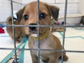 Puppy Dog at a rescue shelter in a cage