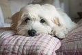 Puppy dog resting Royalty Free Stock Photo