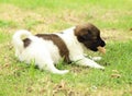 Puppy dog resting Royalty Free Stock Photo