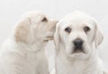 Puppy dog sharing a secret Royalty Free Stock Photo