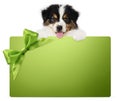 Puppy dog showing green gift card with ribbon bow isolated on white background, vet and pet store template for christmas, greeting Royalty Free Stock Photo