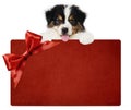 Puppy dog showing red gift card with ribbon bow isolated on white background, vet and pet store template for christmas, greeting Royalty Free Stock Photo