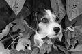 Puppy Dog Shy Black And White Royalty Free Stock Photo