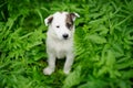 puppy dog Royalty Free Stock Photo
