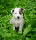 puppy dog Royalty Free Stock Photo