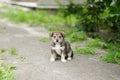 puppy dog Royalty Free Stock Photo