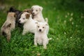 puppy dog Royalty Free Stock Photo