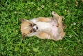 puppy dog Royalty Free Stock Photo