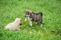 puppy dog Royalty Free Stock Photo