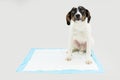 Puppy dog  sitting on a pee disposables pad training. Isolated on gray background Royalty Free Stock Photo