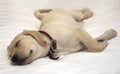 Puppy dog sleeping Royalty Free Stock Photo