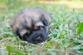 Puppy dog sleeping on green grass with sunset outside Royalty Free Stock Photo