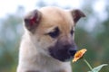 Puppy dog smelling flower 1 Royalty Free Stock Photo