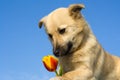 Puppy dog smelling flower 1 Royalty Free Stock Photo