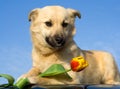 Puppy dog smelling flower 1 Royalty Free Stock Photo