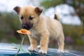 Puppy dog smelling flower 3